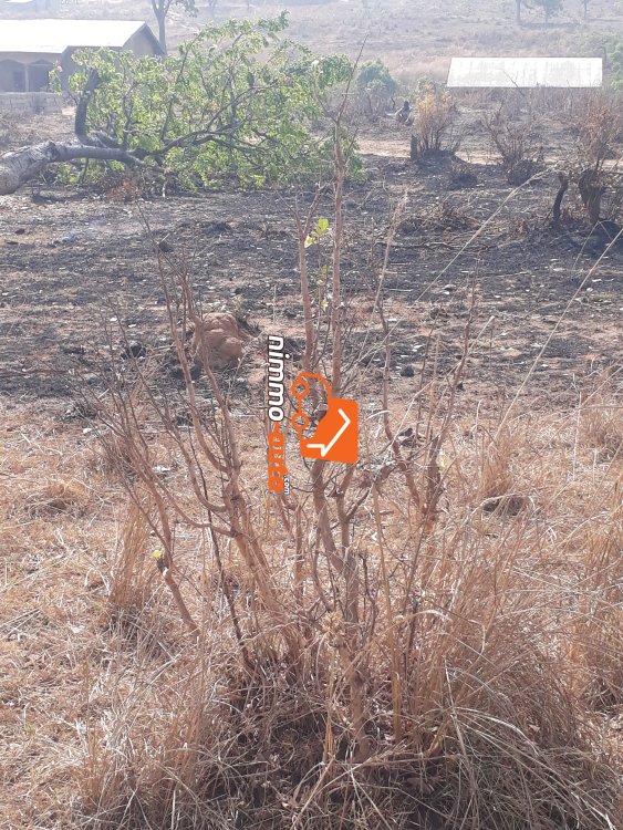Lotissement à BEKA Ngaoundere