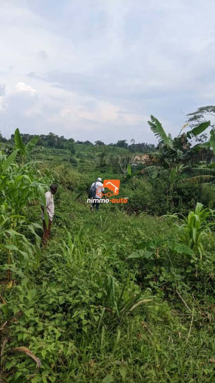Terrain à vendre à Nkolnda derrière Nsimalen