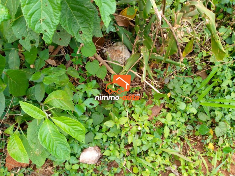 Terrain titré a vendre a eloumden 2 avant le collège st Fernand