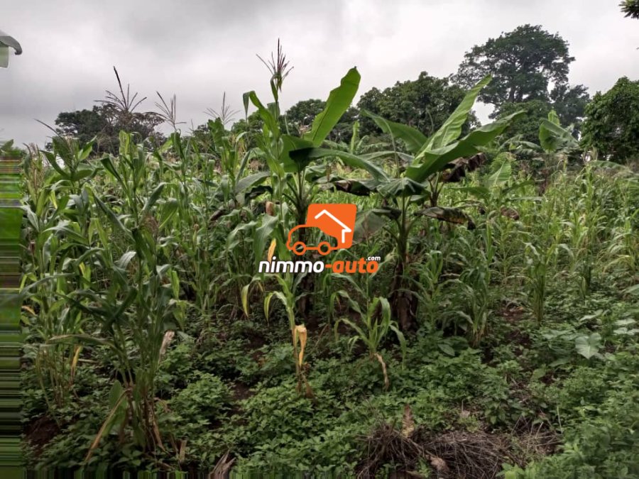 Terrain à vendre à Nsimalen Benebalot