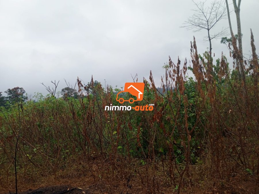 Terrain titré à vendre à Londji