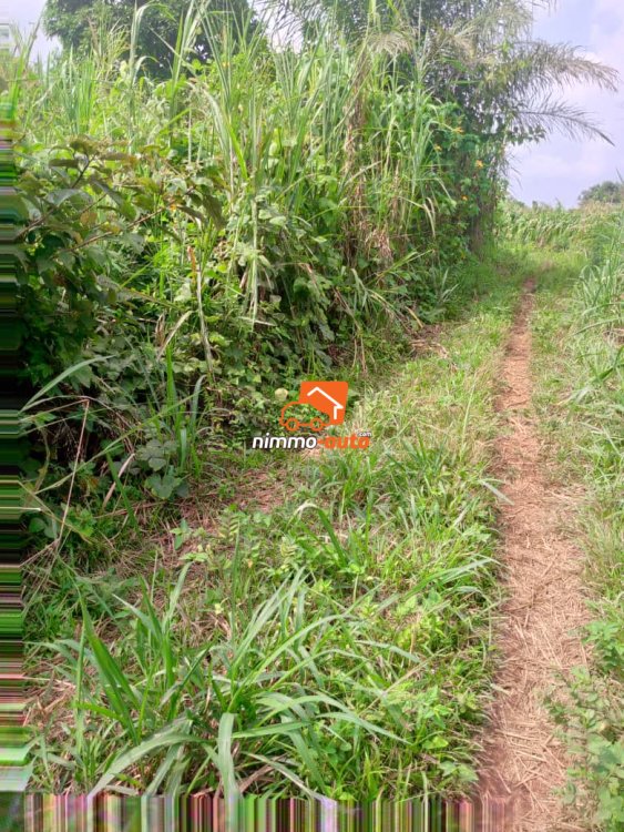 Terrain titré à vendre à Nsimalen benebalot