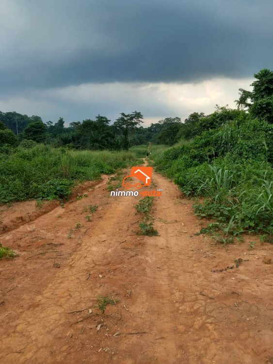 Magnifique terrain titré et loti  à vendre à Mfou