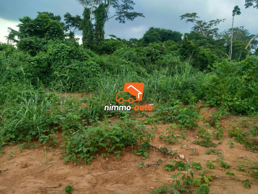 Magnifique terrain titré et loti  à vendre à Mfou