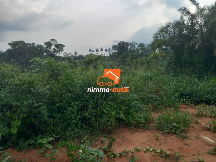 Magnifique terrain titré et loti  à vendre à Mfou