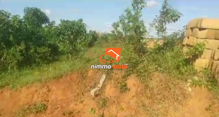 Terrain titré à vendre à olembe