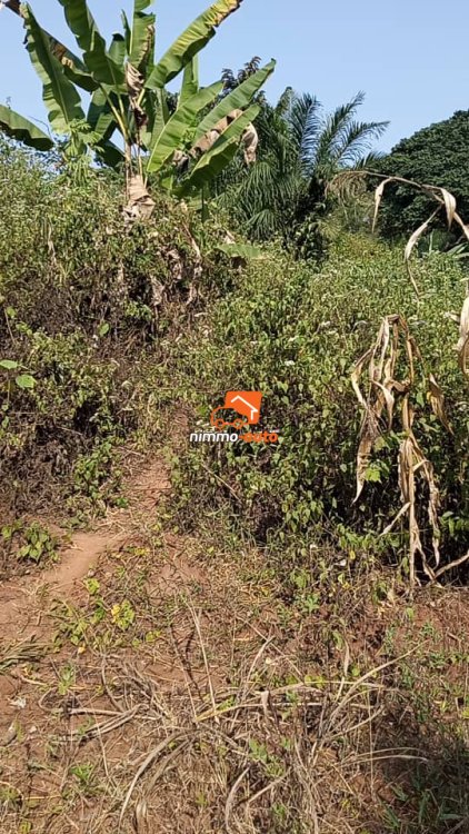 Terrain à vendre à Nyom