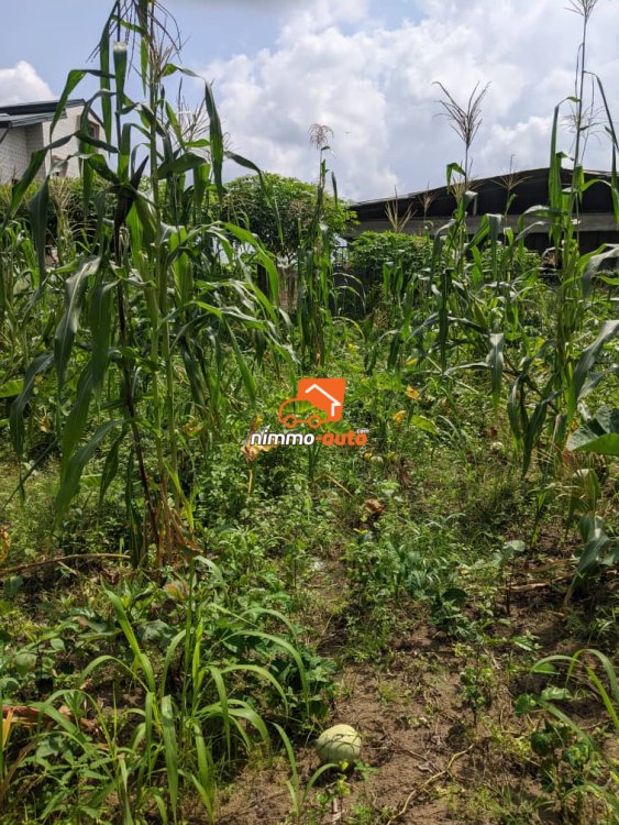 belle opportunite de terrain a vendre yassa