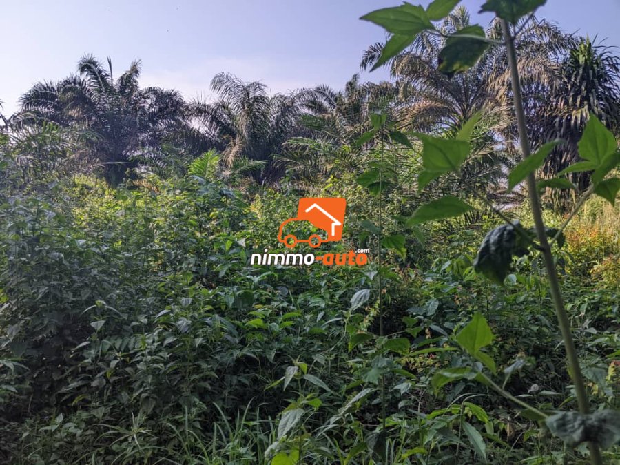 terrain à vendre très bien situé à Bomono