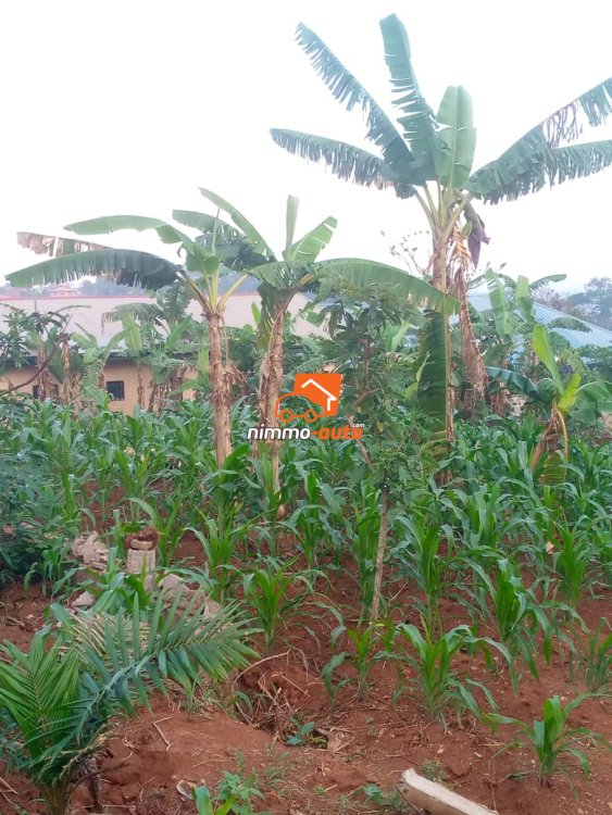 Terrain à vendre à SIMBOCK