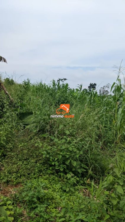 Terrain à vendre à Nkolnda derrière Nsimalen