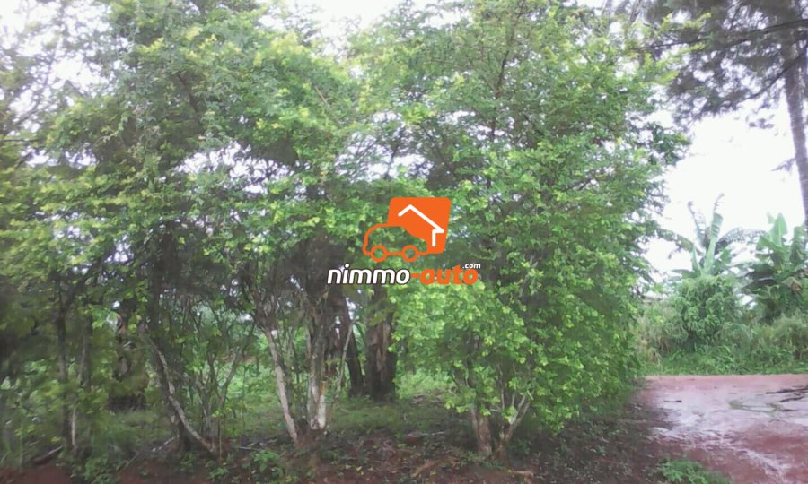 Terrain à vendre a baa'ba (akak2 ebolnkok)