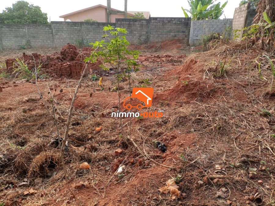 Terrain Damas Petit génie