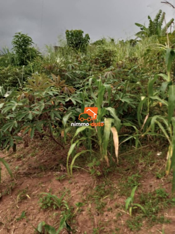 Terrain titré en vente à Nkolnda