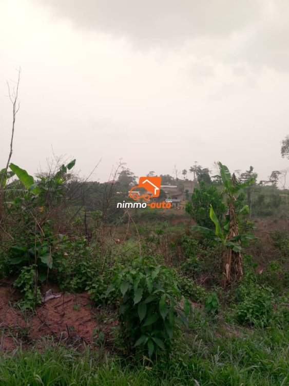 Terrain titré à vendre à Odza