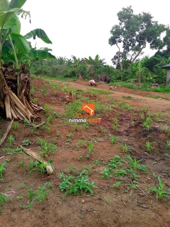 Terrain à vendre à Odza derrière fecafoot