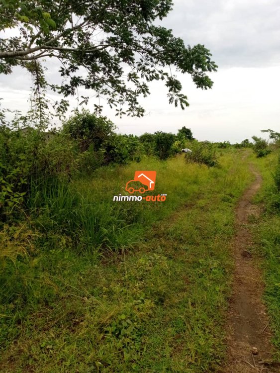 Terrain à vendre à Nkapa après bekoko