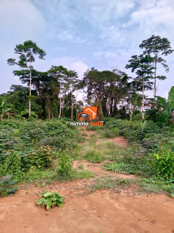 Terrain à vendre à Nsimalen