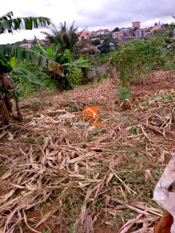 Terrain à vendre à Odza Ekoumdoum