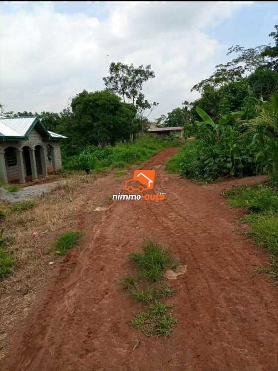 Terrain à vendre à ebang-foulassi