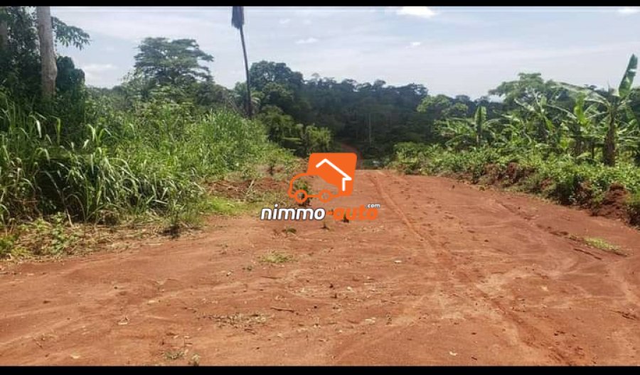 Terrain a vendre Total nkoabang (lieu dit Nolbison ) a 1 kilometre