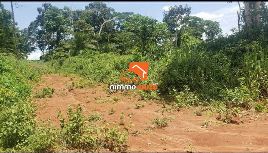 Terrain a vendre Total nkoabang (lieu dit Nolbison ) a 1 kilometre