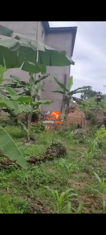 Terrain titré à vendre à Bekoko Douala