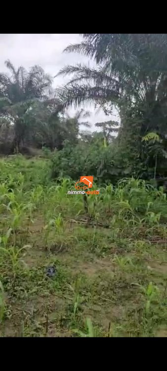 Terrain titré à vendre à Bekoko Douala