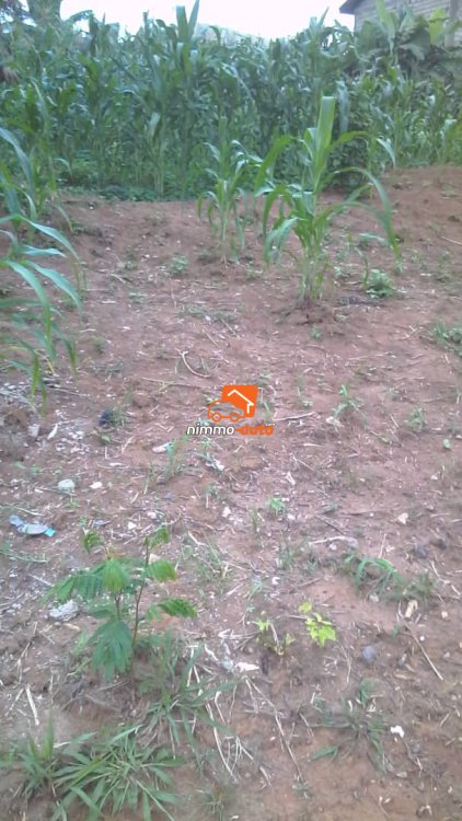 Terrain titré à vendre à Odza Fecafoot