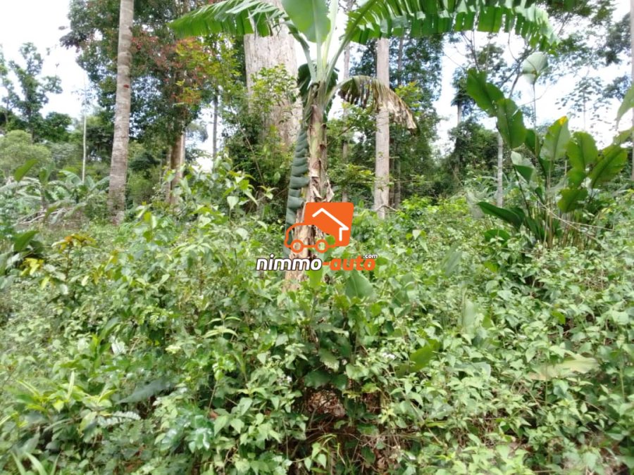 Terrain à vendre à Mbankomo