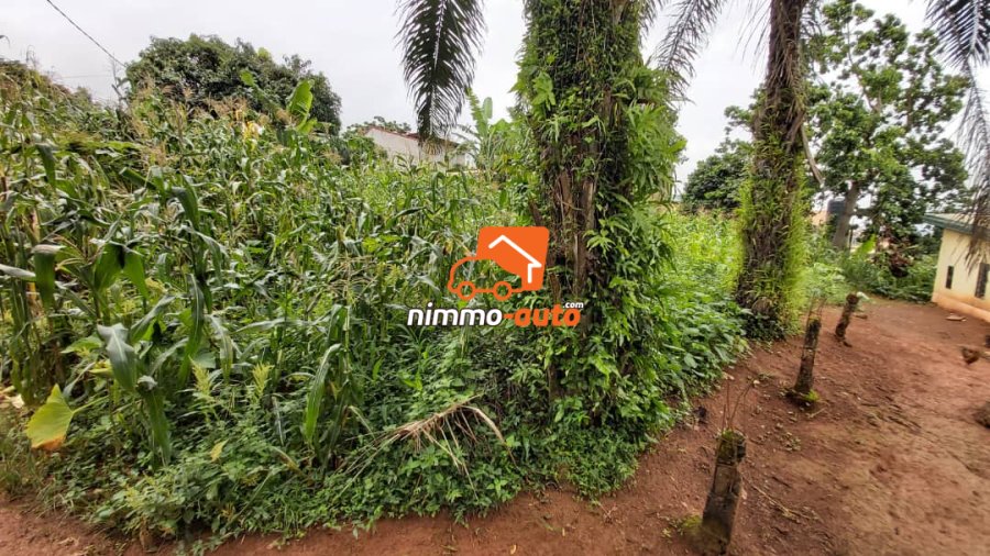Vaste Terrain de 1.000m² à vendre à Mbalgong