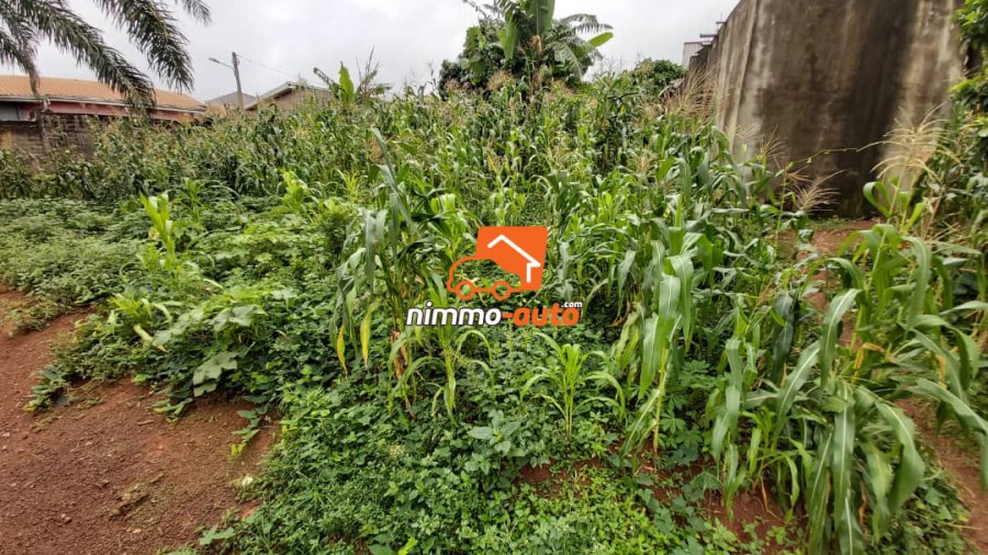 Vaste Terrain de 1.000m² à vendre à Mbalgong