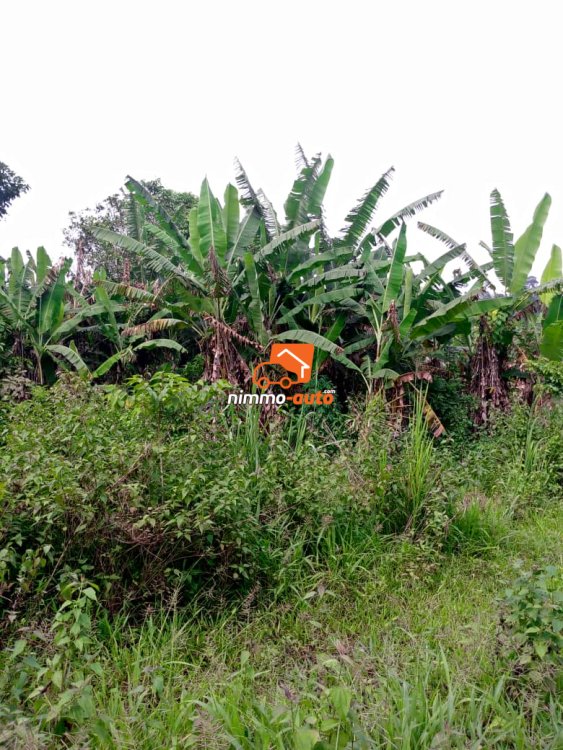 Terrain titré à vendre à 2km de febe village