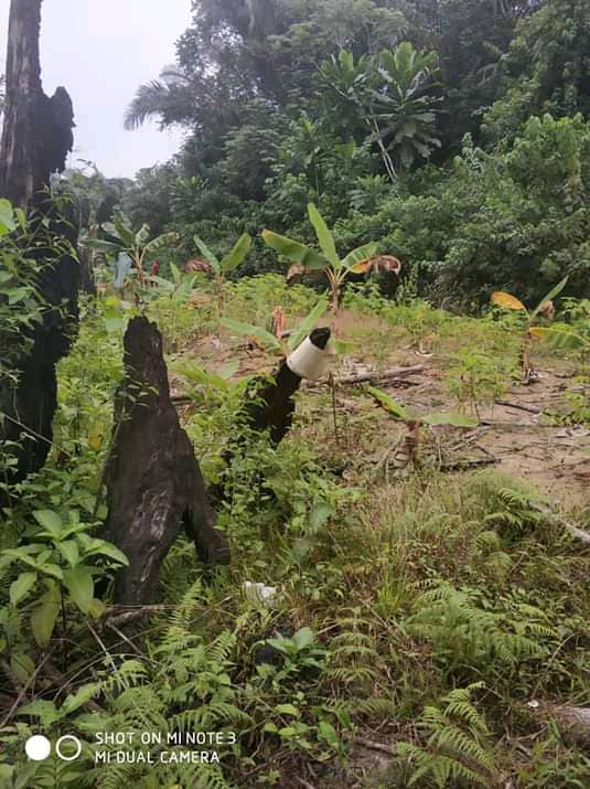 Terrains à vendre à Dibamba (kendek)