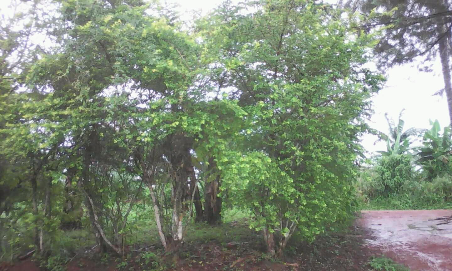 Terrain à vendre a baa'ba (akak2 ebolnkok)