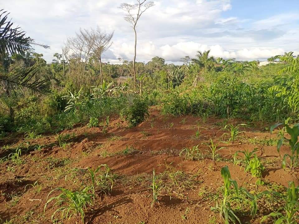 Terrain de 8ha à afanoyo'o à 1km de l'usine Cimencam