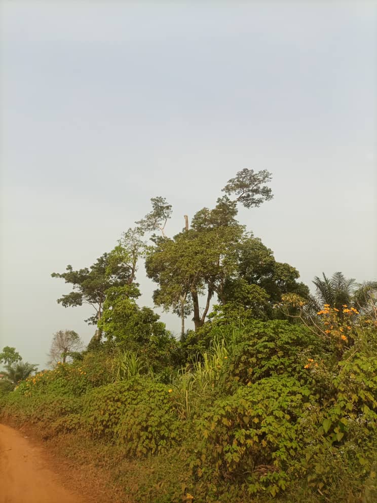 Terrain a vendre au centre administratif de la ville soa
