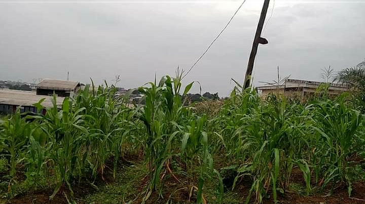 Pk 10 soeur Dominicain